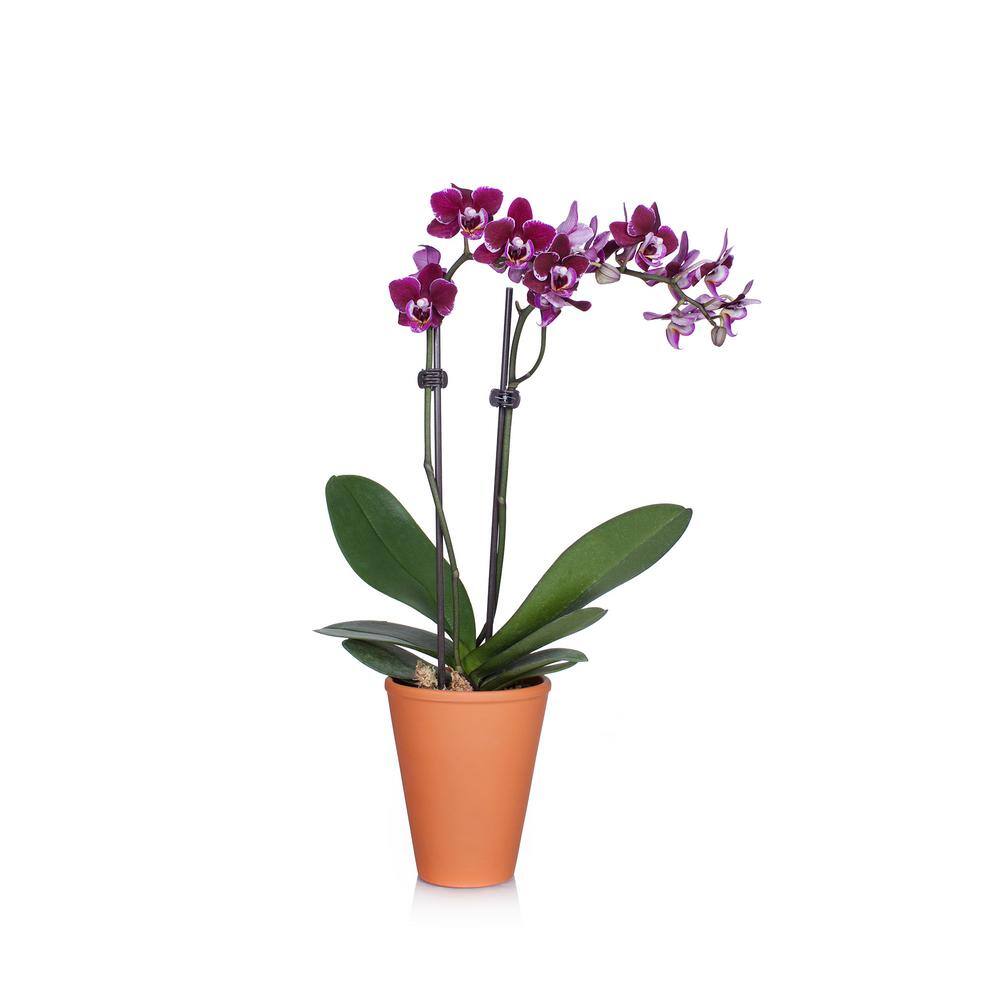 Rustic 3 in. Orchid in Terra Cotta Pot 407959