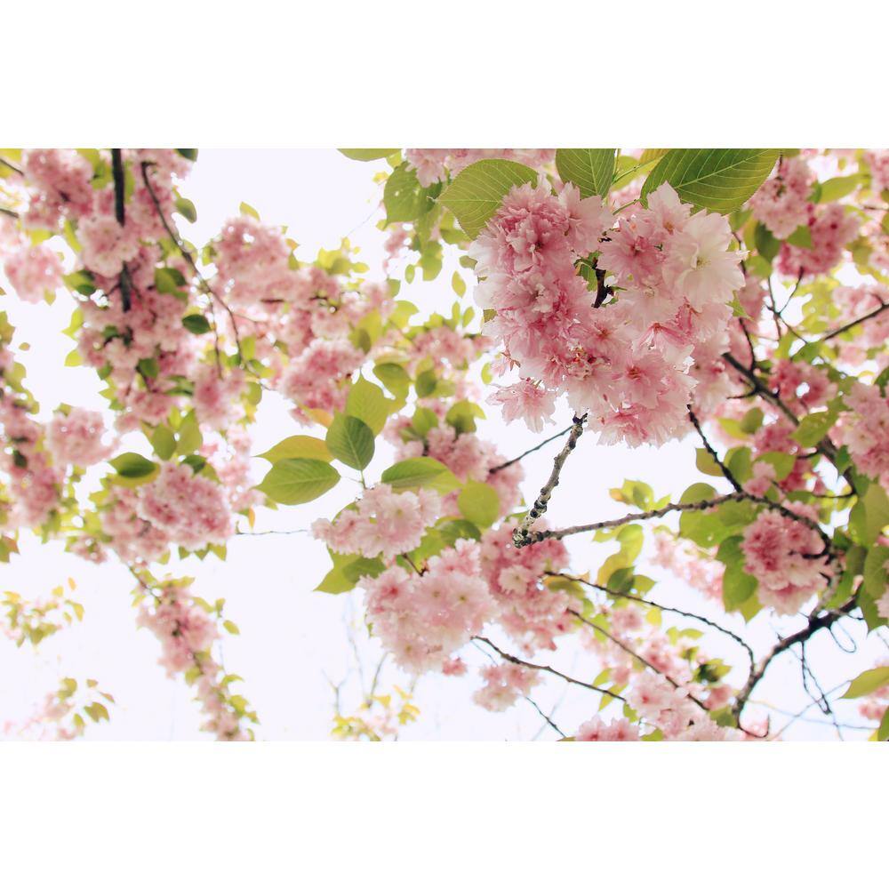 Online Orchards Shogetsu Cherry Blossom Tree (Bare Root 3 ft. to 4 ft. Tall) FLCH007