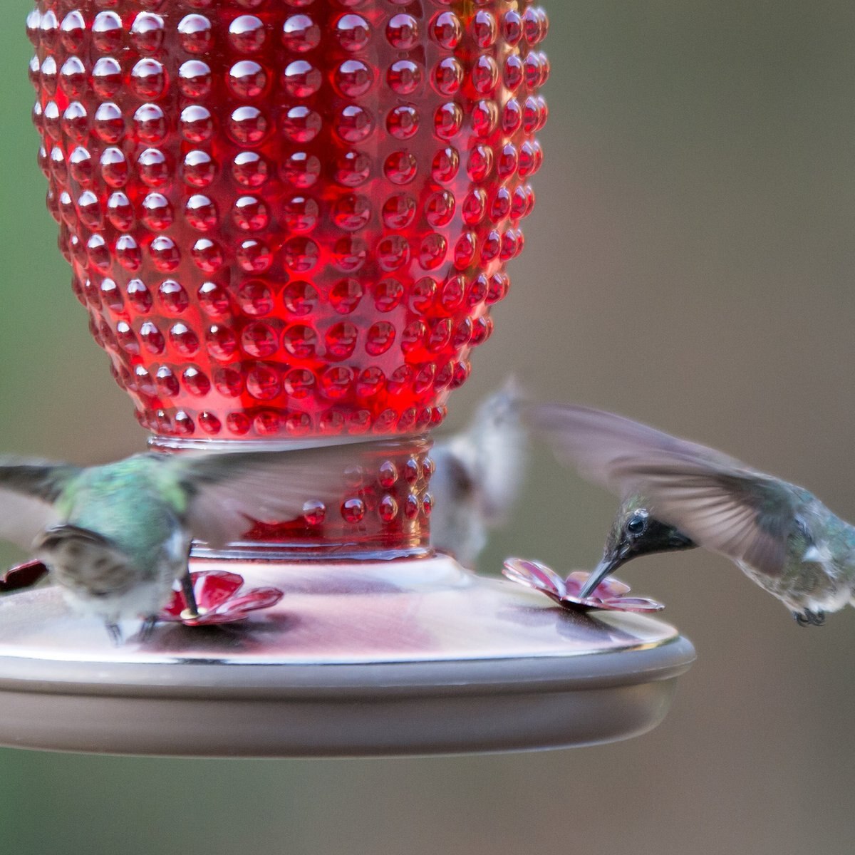 Perky-Pet Red Hobnail Vintage Hummingbird Feeder