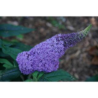 PROVEN WINNERS 4.5 in. Quart Pugster Amethyst Butterfly Bush (Buddleia) Live Shrub with Purple Flowers BUDPRC1447800
