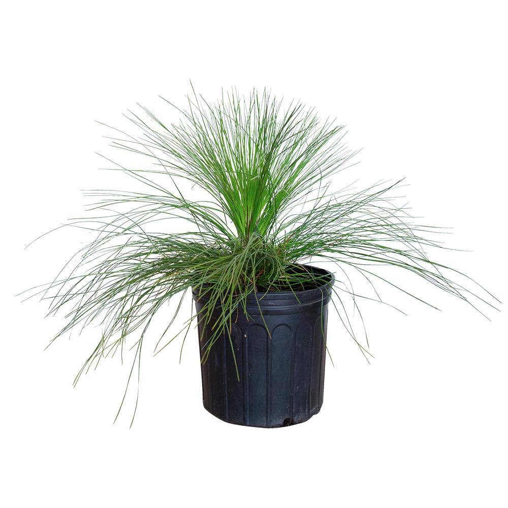 FLOWERWOOD 2.5 Gal - Longleaf Pine Evergreen Tree 47373FL