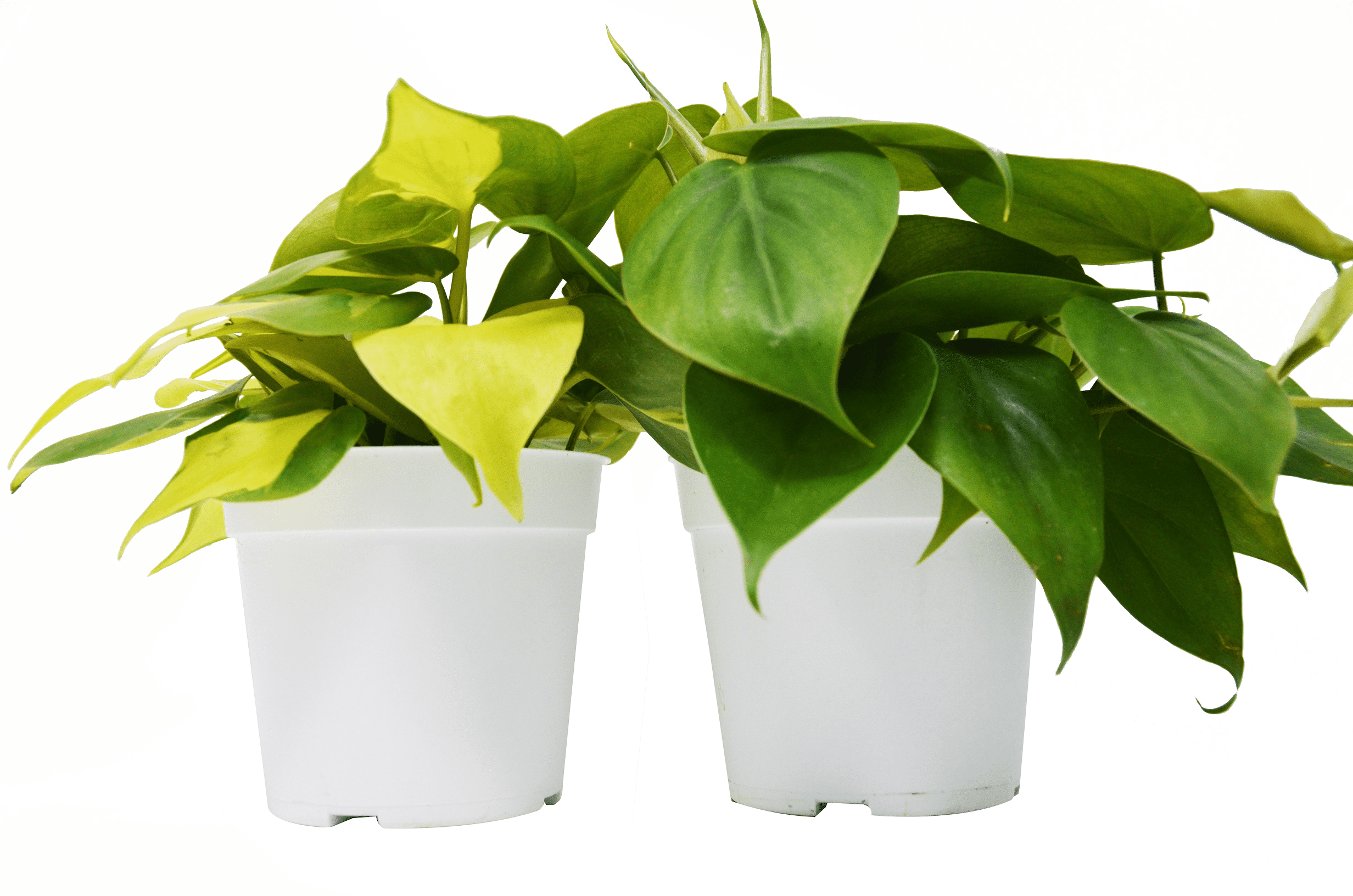 2 Philodendron Variety Pack - Live Indoor House Plant