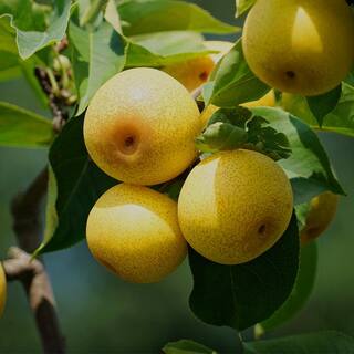 5 Gal. Shinseiki Pear Tree PEASHI05G