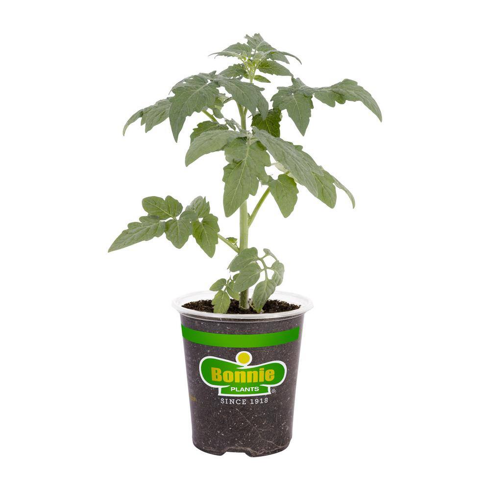 Bonnie Plants 19 oz. Rutgers Heirloom Tomato Plant 0217