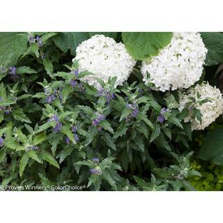 PROVEN WINNERS 1 Gal. Beyond Midnight Bluebeard (Caryopteris) Live Shrub Blue Flowers and Glossy Green Foliage CARPRC1056101