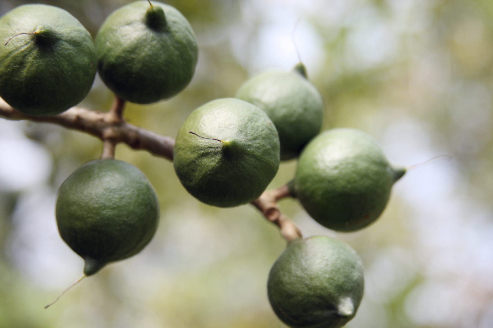 Macadamia Nut Tree - Live Tree in a 1 Gallon Pot - Edible Nut Tree for The Garden and Patio