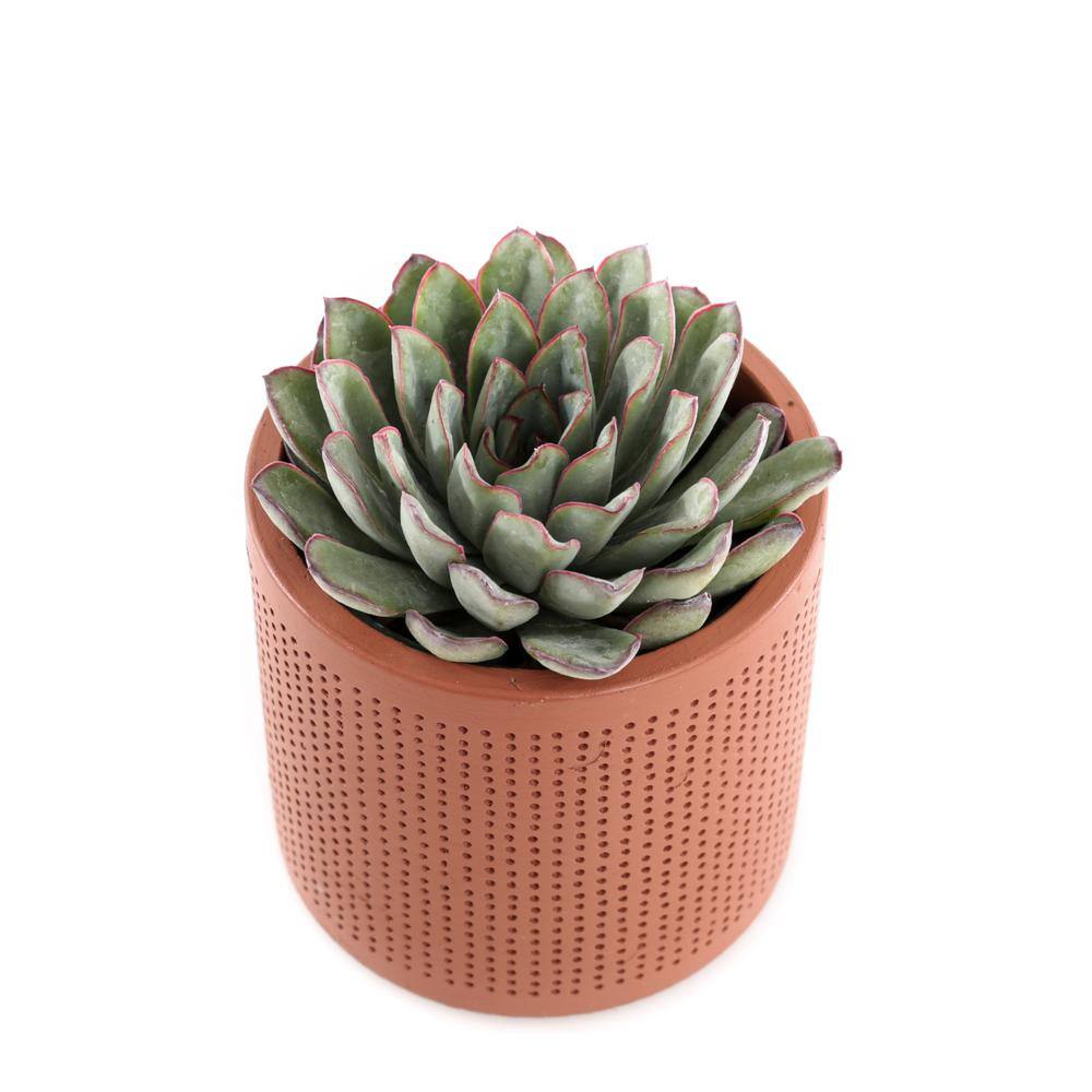 4 in. Assorted Succulent Set in Orange Dot Pot (2-Pack) SUCCLYAS39CMSOD