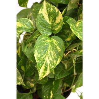 Vigoro Golden Pothos Indoor Plant in Small White Ribbed Plastic Décor Planter Avg. Shipping Height 1-2 ft. Tall (2-Pack) CO.POTH.3.VI.WH