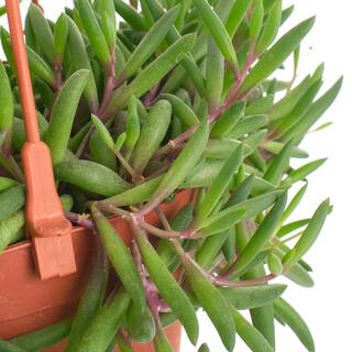 Shop Succulents Ruby Necklace Hanging Succulent Othonna Capensis Fully Rooted Live 6 in. Succulent Plant with Hanger 1-RUBY-6