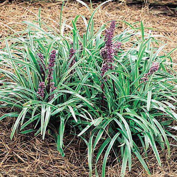 Liriope Muscari John Burch Lily