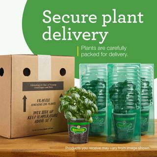 Bonnie Plants 19 oz. Garden Sage Herb Plant 5100