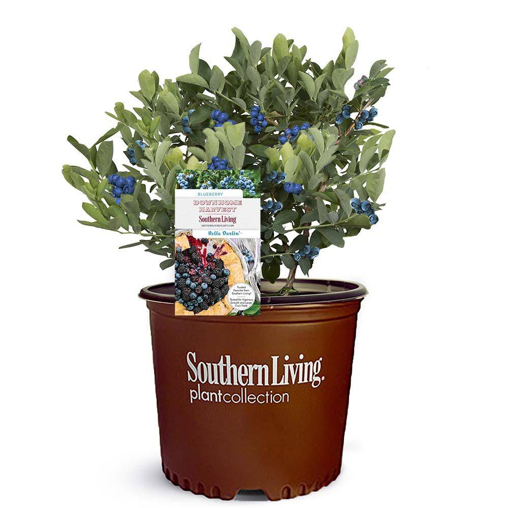 SOUTHERN LIVING 2 Gal. Hello Darlin Blueberry Plant 17203