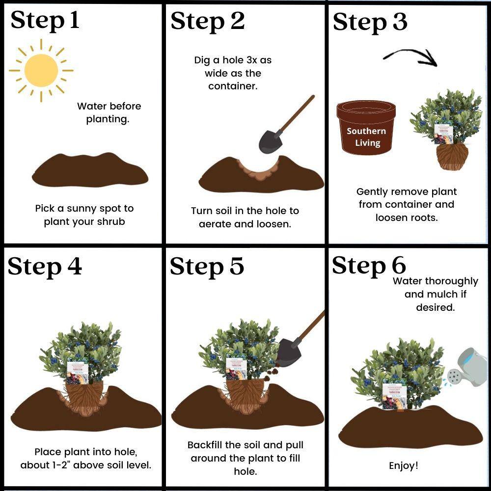 SOUTHERN LIVING 2 Gal. Hello Darlin Blueberry Plant 17203