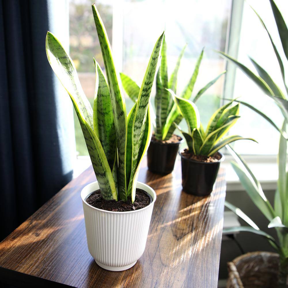 ALTMAN PLANTS Decorative Snake Plant Gift (Sansevieria Laurentii) in 4.25 in. White Pot 0873203