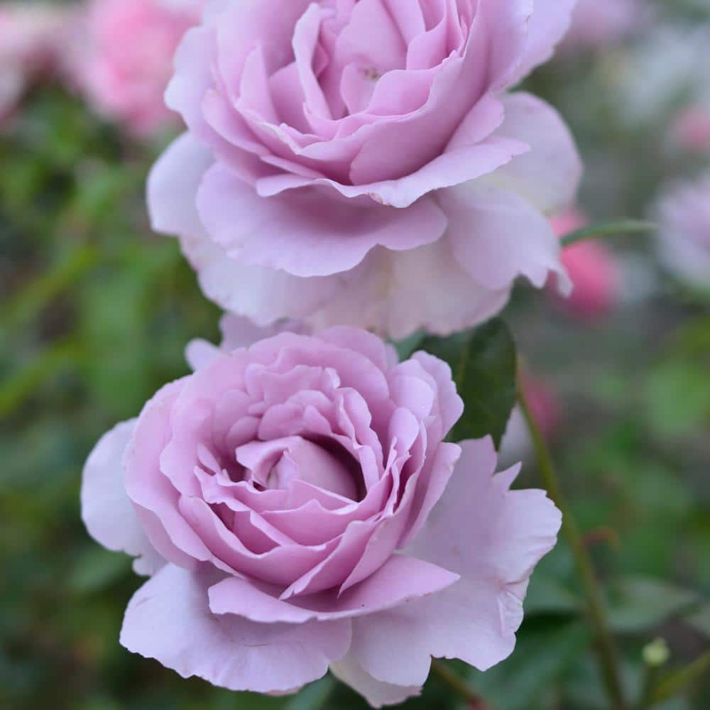 MY LANDSCAPE 2 Gal. Le Petit Prince Rose with Lavender Flowers 17536