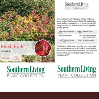 Southern Living 2 Gal. Nandina Blush Pink Shrub with Pink and Red Foliage 14394