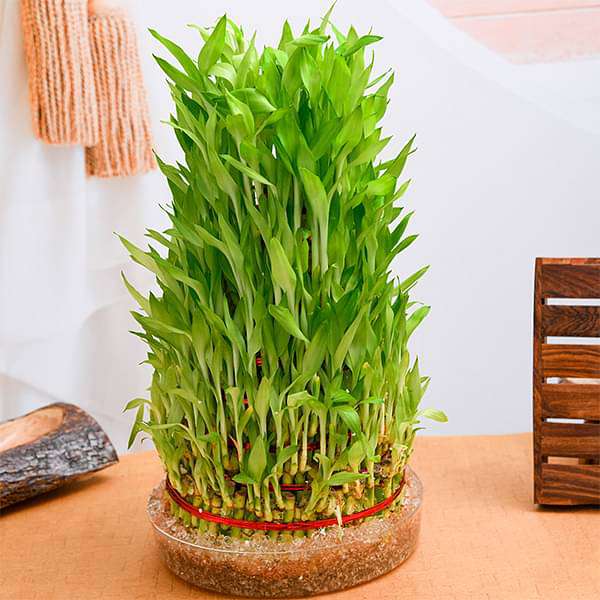 10 Layer Lucky Bamboo Plant in a Bowl