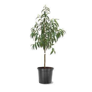 5 Gal. Rio Grande Peach Tree PCHRIO05GSL