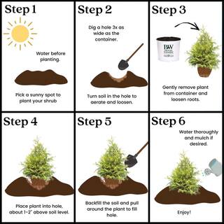 PROVEN WINNERS 2 Gal. Soft Serve Gold False Cypress Shrub with Yellow-Gold Foliage 17518