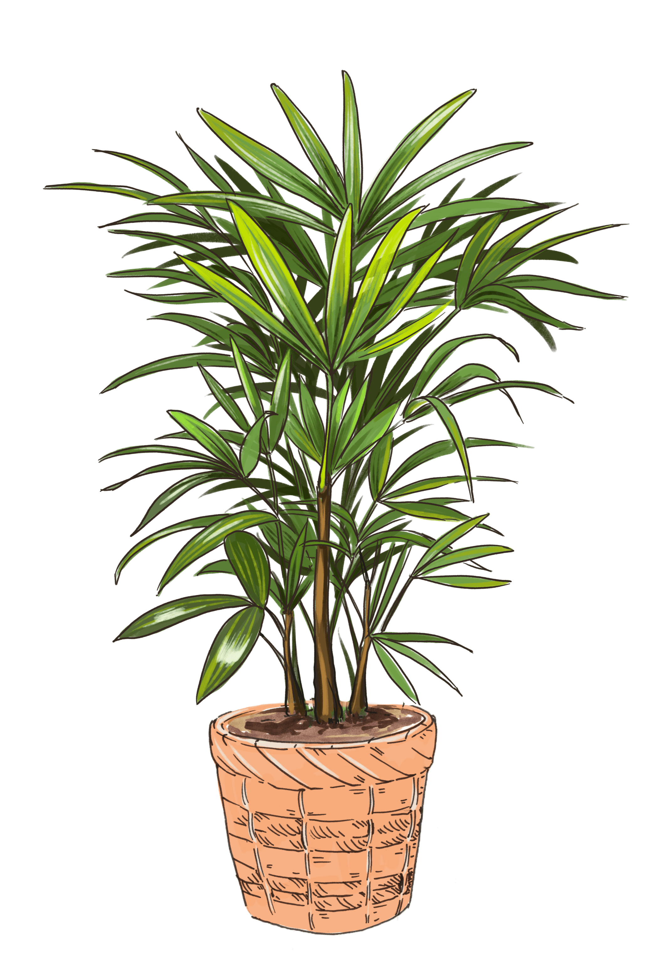 Lady Palm