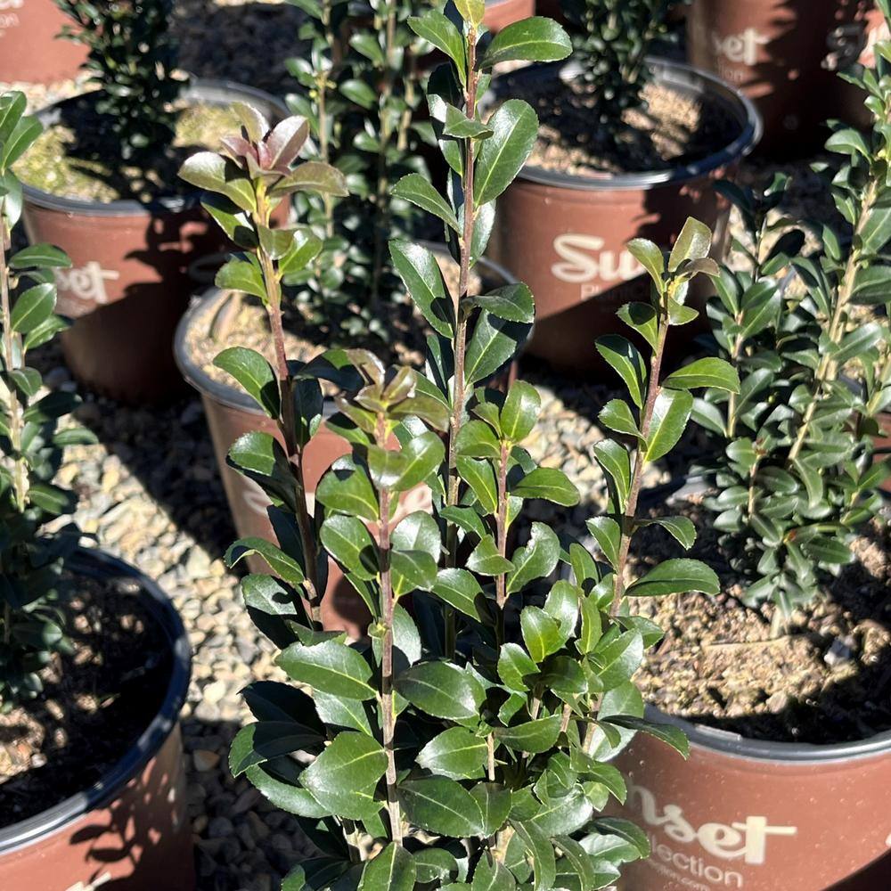 Alder  Oak 3 Gal. Red Sky Pencil Holly Shrub Plant ILRS03