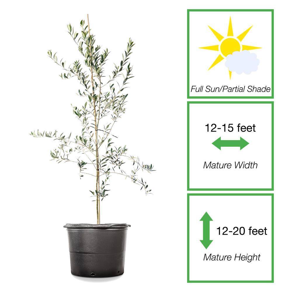 2 ft. - 3 ft. Arbequina Olive (2-Pack) THD00129