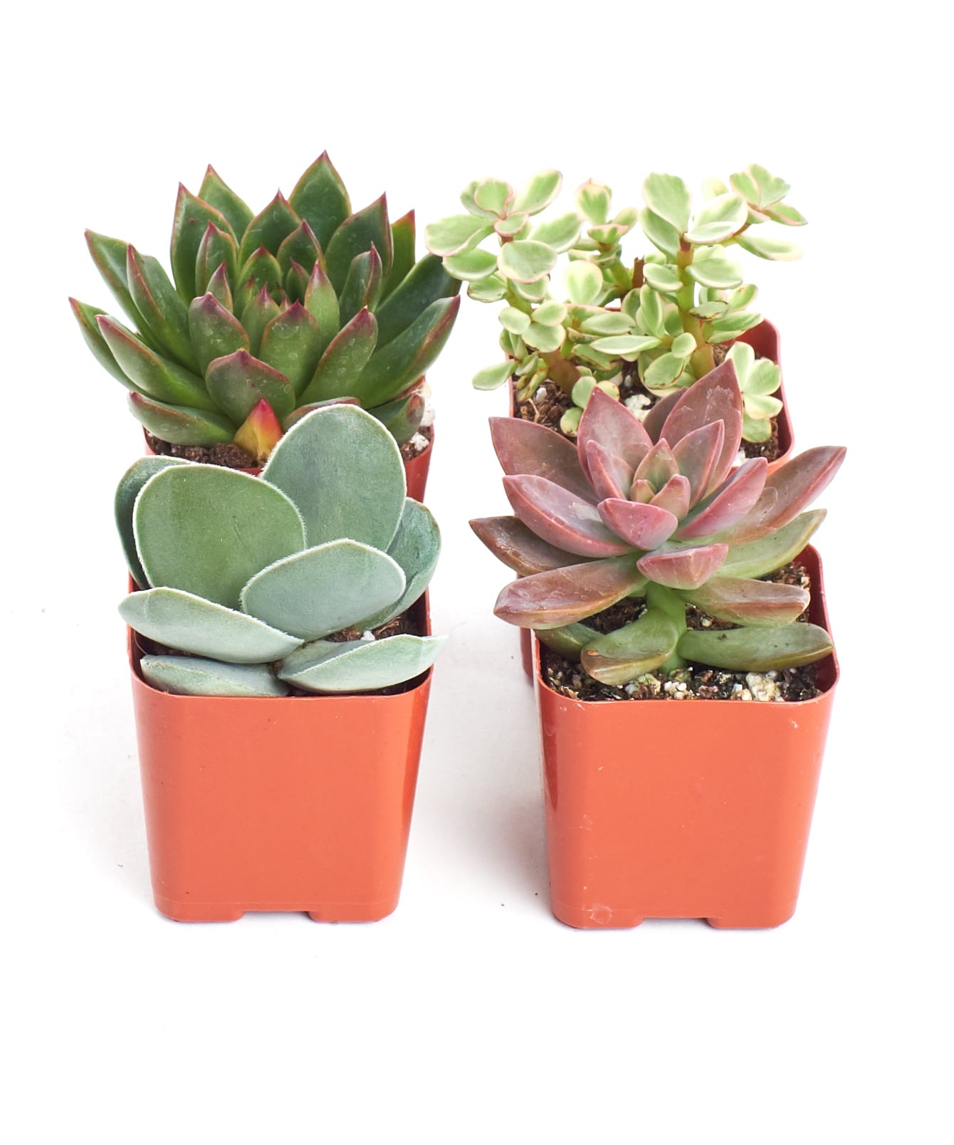 2 Inch Unique Succulent Collection (4 Pack)