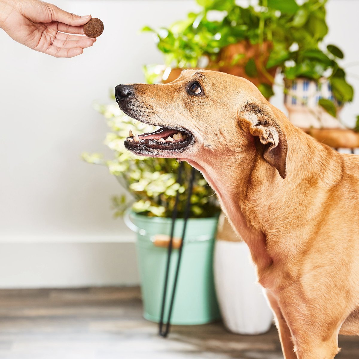 American Journey Lamb and Sweet Potato Recipe Limited Ingredient Dog Treats