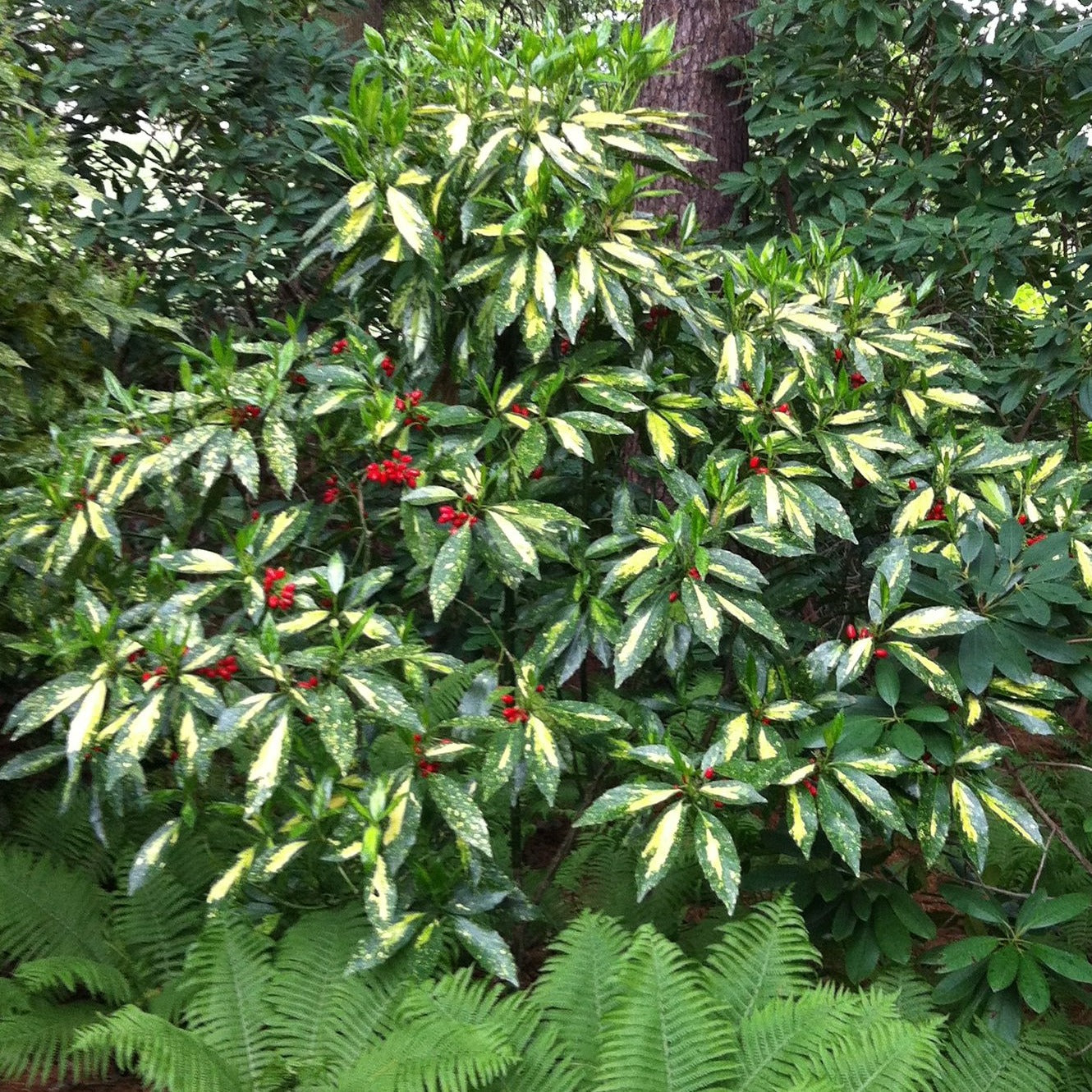 Macrophylla- Beautiful White Blooms Against Mid-Dark Green Foliage