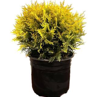2.25 Gal. Golden Globe Arborvitae Evergreen Shrub With Bright Yellow Foliage (1 each) O882003