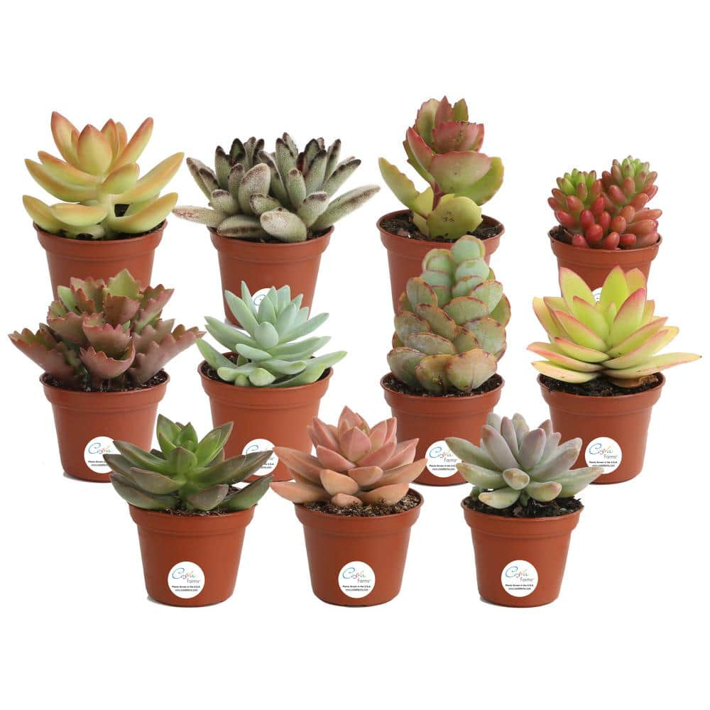 Costa Farms Mini Unique Indoor Succulent Plants in 2 in. Round Grower Pot Avg. Shipping Height 2 in. Tall (11-Pack) CO.SUCMINI.GP11