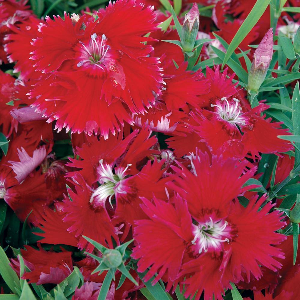 4.5 in. Red Dianthus Plant 32921