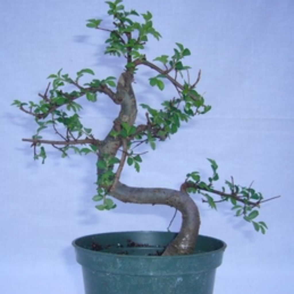 Bonsai Zelkova (Japanese Elm) Live Plant, Indoor/Outdoor Plant