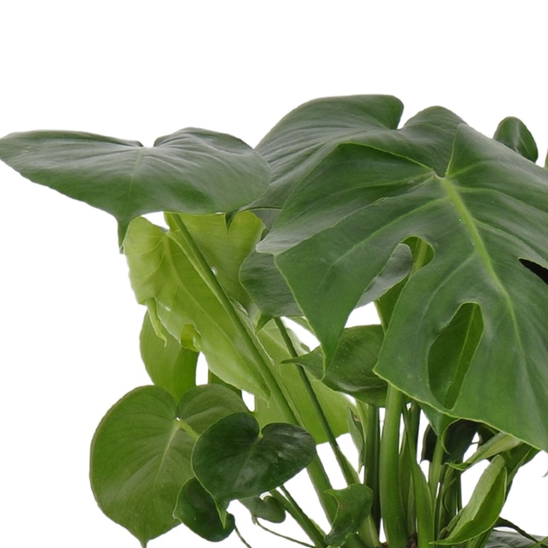 United Nursery Live Indoor 24in. Tall Green Monstera in Medium， Indirect Light Plant in 9.25in. Grower Pot