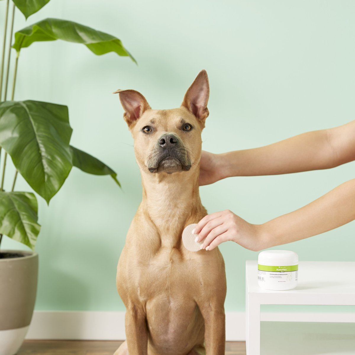 VetOne KetoHex Antiseptic Pet Wipes