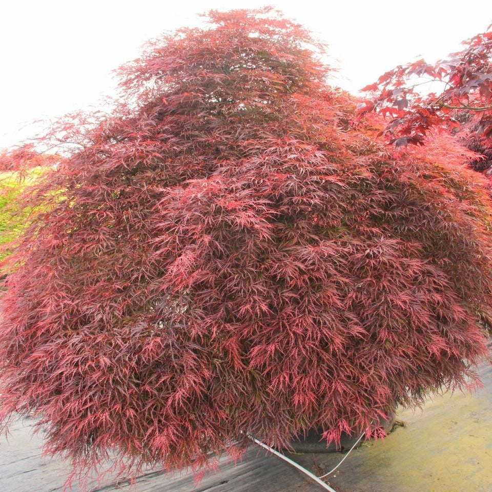 Inaba Shidare Japanese Maple