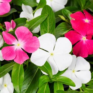 METROLINA GREENHOUSES 1.25 Gal. Vinca Trailing Swirl Hanging Basket Annual Plant (1-Pack) 4581