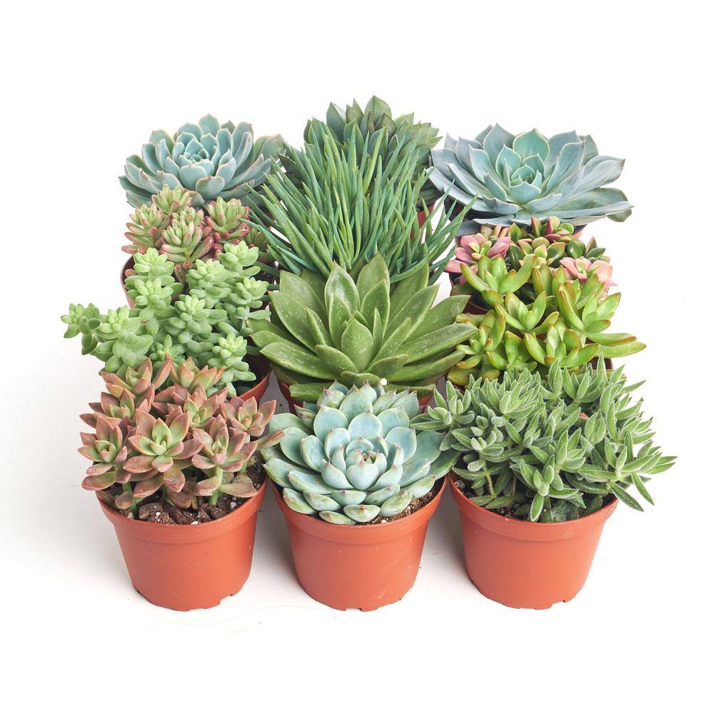 Shop Succulents 4 in. Assorted Succulent Collection Succulent (Collection of 12) A4-12