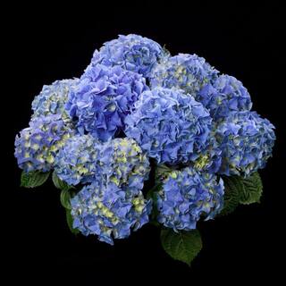 BELL NURSERY 3 Gal. Early Blue Hydrangea Live Flowering Shrub with Blue Flowers HYDGA3MEB1PK