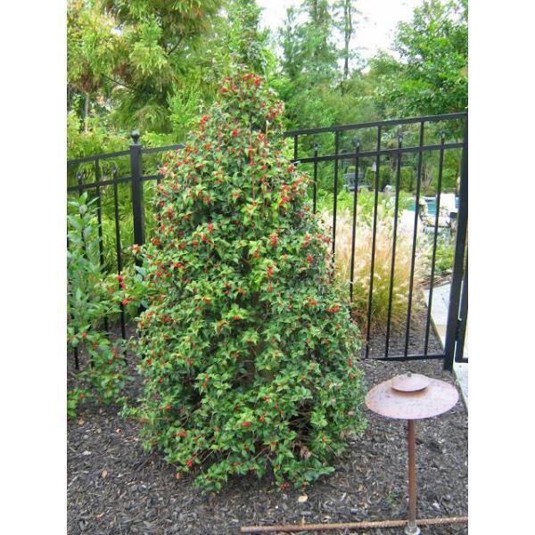 Online Orchards 1 Gal. Dragon Lady Holly Shrub With Prolific Bright Scarlet Red Berries During Winter EGHY009