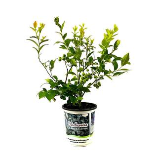 2.5 Qt. Blue Jay Blueberry Live Plant with Sweet Large Berries 894801