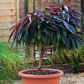 #1 Windmill Palm (2-Pack) THD00097