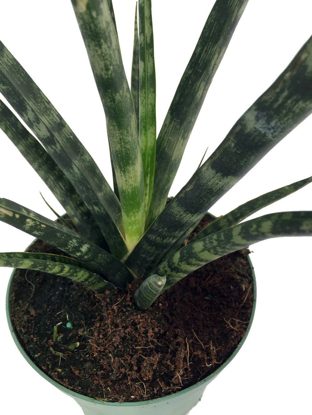 Fernwood Mikado Snake Plant - Sanseveria - Almost Impossible to kill - 5