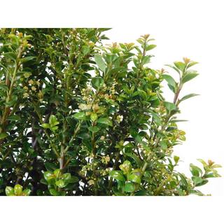 2.25 Gal. Steeds Upright Japanese Holly Plant with Dark Green Foliage 14827