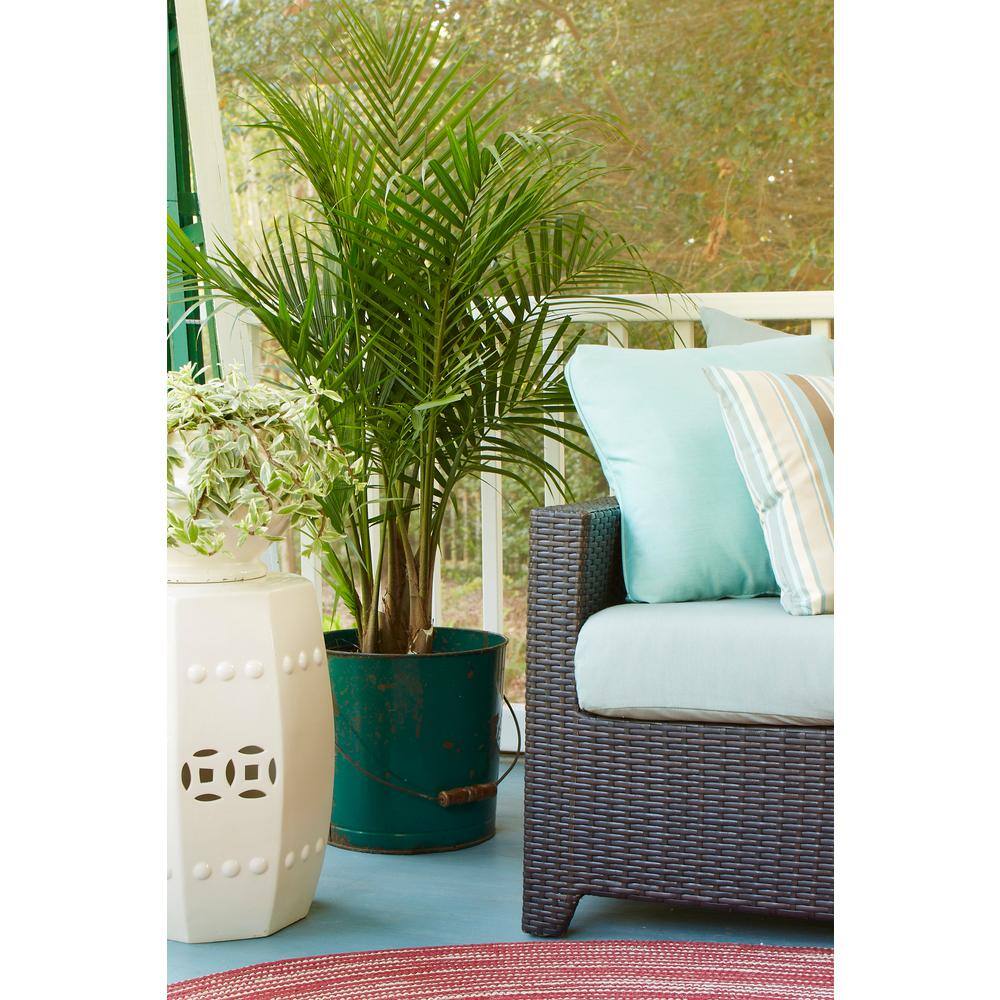 Vigoro 10 in. Majesty Palm and (2) 6 in. Ponytail Palm Plant in White Decor Planter (3 Pack) ML-MAP-S-VPW-03