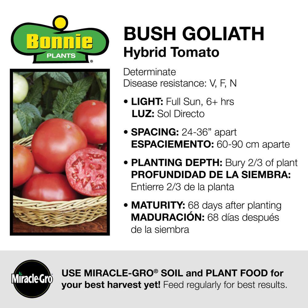 Bonnie Plants 2.32 qt. Bush Goliath Hybrid Tomato Plant 0230