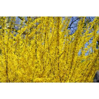 BELL NURSERY 3 Gal. Lynwood Gold Forsythia Flowering Shrub with Yellow Flowers FORSY3LGD1PK