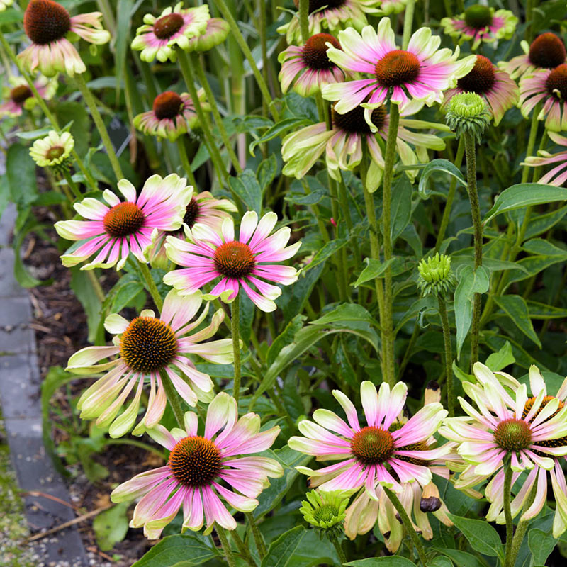 Green Twister Coneflower (Echinacea)， Dormant Bare Root Starter Perennial Plants (3-Pack)