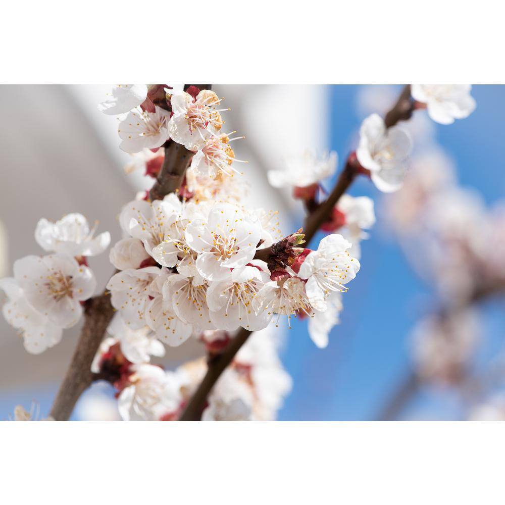 Online Orchards 3 ft. Goldcot Apricot Bare Root Tree with Abundant Cold Hardy Golden Fruit FTAC201