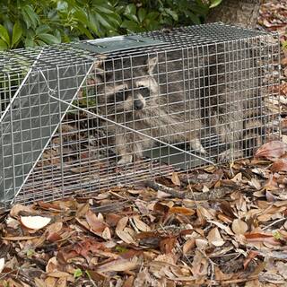 Havahart Large 1-Door Professional Live Animal Cage Trap for Raccoon Opossum Groundhog and Feral Cat 1079